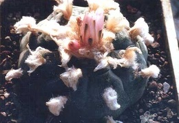 Lophophora williamsii