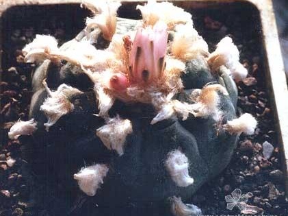 Lophophora williamsii