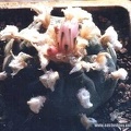 Lophophora williamsii