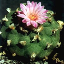 Lophophora jourdaniana