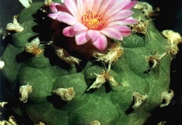 Lophophora jourdaniana