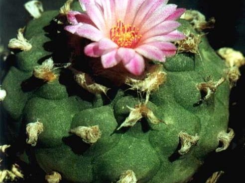 Lophophora jourdaniana