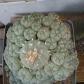 Lophophora williamsii v. caespitosa