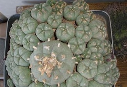 Lophophora williamsii v. caespitosa