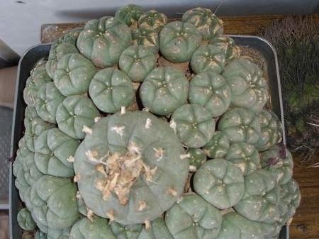 Lophophora williamsii v. caespitosa