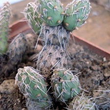 Maihueniopsis camachoi Burzak FG