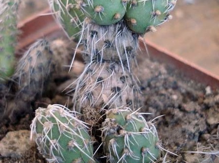 Maihueniopsis camachoi Burzak FG