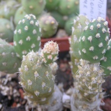 Maihueniopsis conoidea