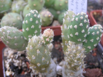 Maihueniopsis conoidea