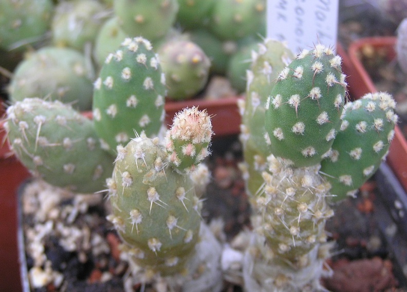 Maihueniopsis_conoidea.JPG