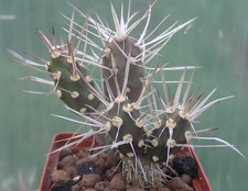 Maihueniopsis darwinii v hickenii