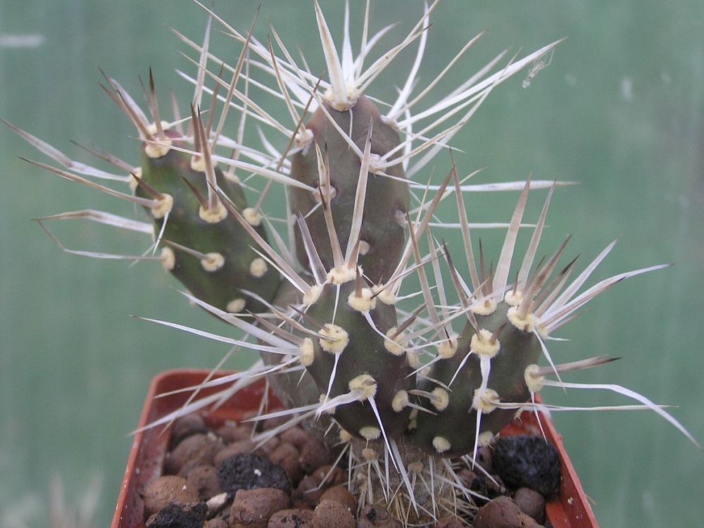 Maihueniopsis darwinii v hickenii