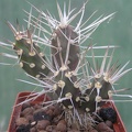 Maihueniopsis darwinii v hickenii