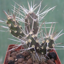Maihueniopsis darwinii v hickenii