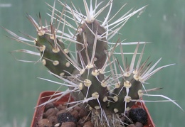 Maihueniopsis darwinii v hickenii