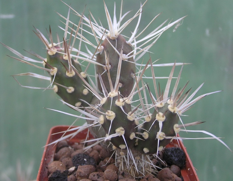 Maihueniopsis_darwinii_v_hickenii.JPG