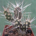Maihueniopsis_darwinii_v_hickenii.JPG