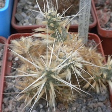 Maihueniopsis glomerata