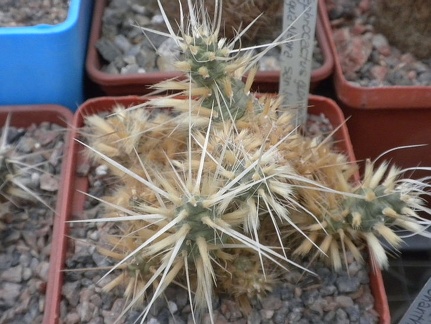 Maihueniopsis glomerata