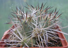 Maihueniopsis glomerata 001