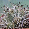 Maihueniopsis glomerata 001
