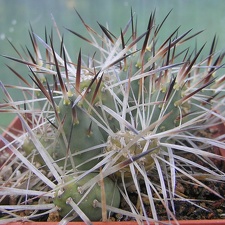 Maihueniopsis glomerata 001