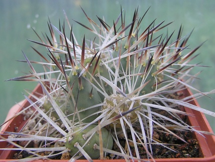 Maihueniopsis glomerata 001