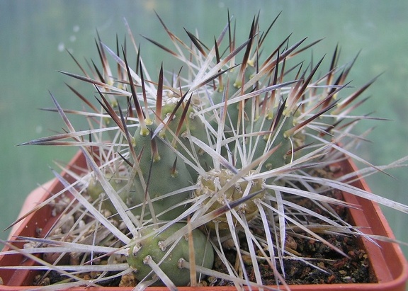 Maihueniopsis glomerata 001