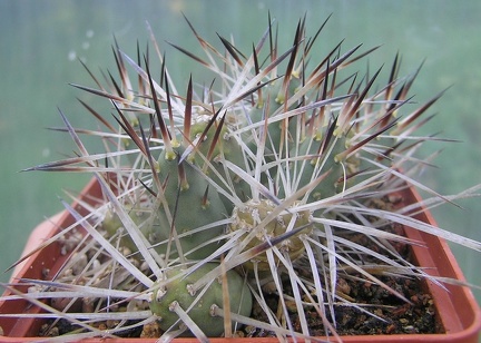 Maihueniopsis glomerata 001