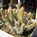 Maihueniopsis glomeratus