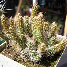 Maihueniopsis glomeratus