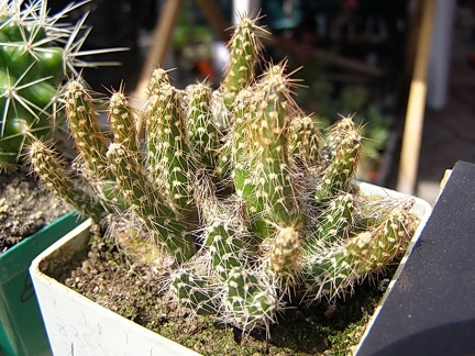 Maihueniopsis glomeratus