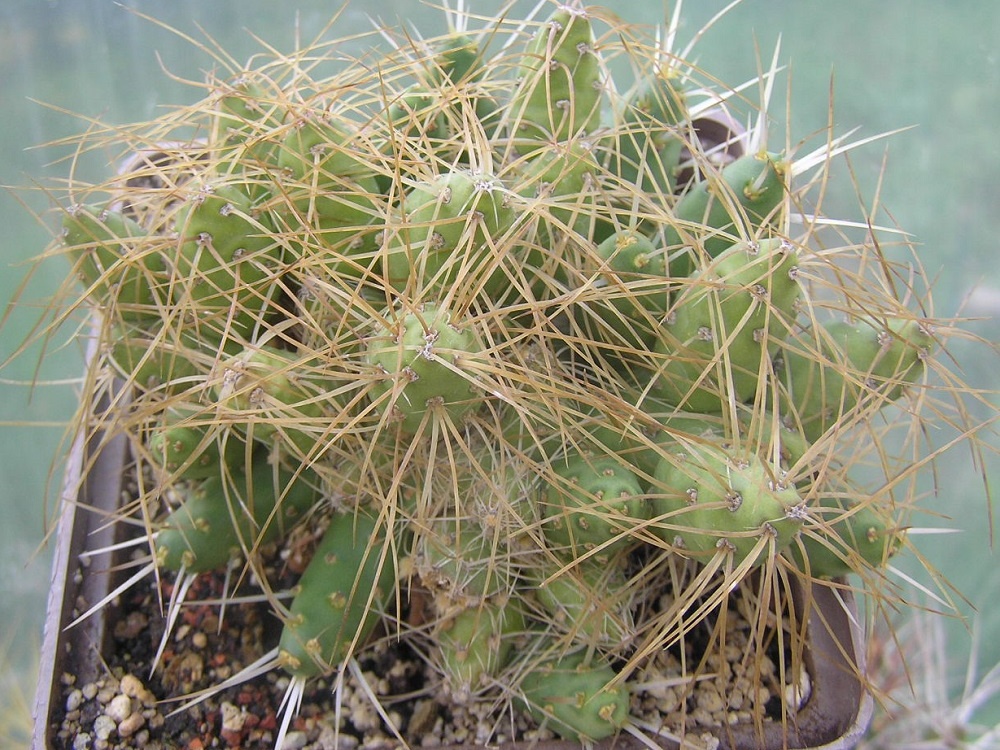 Maihueniopsis plathyacantha MK 1091