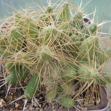 Maihueniopsis plathyacantha MK 1091
