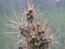 Maihueniopsis plathyacantha MK 1517