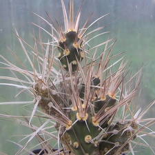 Maihueniopsis plathyacantha MK 1517