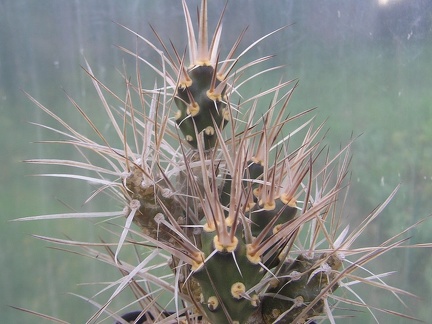 Maihueniopsis plathyacantha MK 1517