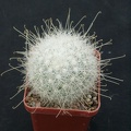Mammillaria senilis