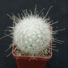 Mammillaria senilis