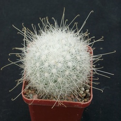 Mamillopsis (Mammillaria)