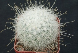 Mammillaria senilis