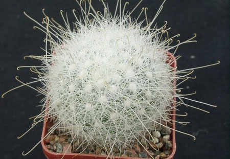 Mammillaria senilis (1772 відвідувань) Mammillaria senilis
