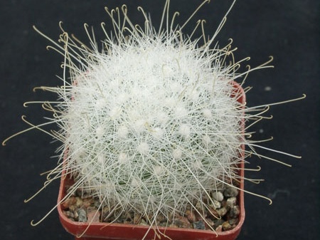 Mammillaria senilis