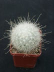 Mammillaria senilis