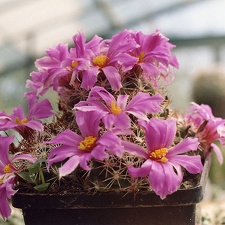 Mammillaria (Bartschella) schumannii f. rosea