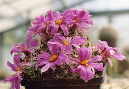 Mammillaria (Bartschella) schumannii f. rosea