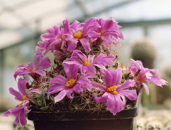 Mammillaria (Bartschella) schumannii f. rosea