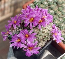 Bartschella-schumannii-f-01