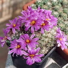 Bartschella-schumannii-f-01