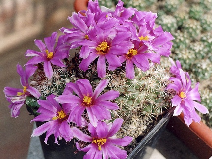 Bartschella-schumannii-f-01